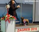 2016 IDS Zagreb Judge Mrs. Orietta Zilli, Italy: Diablesse Totegnac: Best Of Breed (59 entries)
