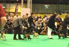 CRUFTS: Diablesse Totegnac