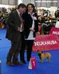 Euro Dog Show Brno 2014: Iman Ideal Totegnac: EUROPEAN PROMISE!!!