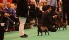 CRUFTS: Diablesse Totegnac