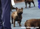 Diablesse Totegnac won excellent at World Dog Show